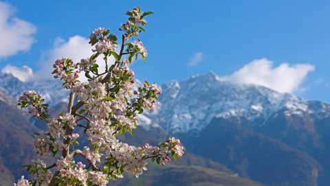 Fioritura delle mele a Naturno in Val Venosta